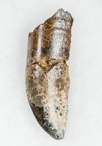 Partial Tyrannosaurus rex (T-Rex) Tooth #11917